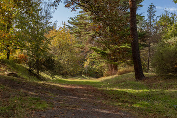 Path or road in Atatürk Arboretum, a beautiful view among the greenery