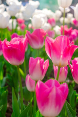 Background of many bright pink tulips. Floral background from a carpet of bright pink tulips.