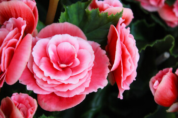  Close up of pink fairy roses in the garden, Scenic view of beautiful begonia flower