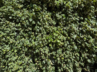 Ivy Wall Background