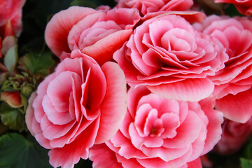  Close up of pink fairy roses in the garden, Scenic view of beautiful begonia flower