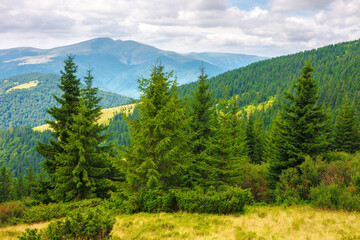 spruce forest on the grassy meadow. green summer landscape in carpathian mountains of ukraine. cloudy weather with overcast sky  above the distant ridge