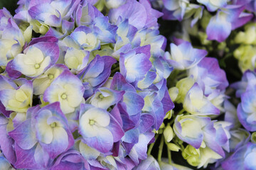 close-up of purple hydrangea flowers, floral background, large-leaved hydrangea in the garden