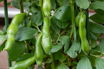 Growing pod of broad bean (Vicia faba) before harvest