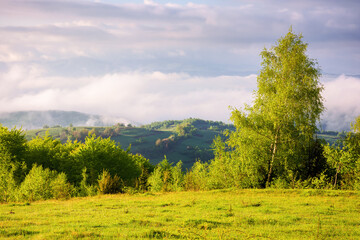 Obraz premium trees on a meadow down the hill to rural valley in foggy carpathian mountains of ukraine. countryside scenery in morning light