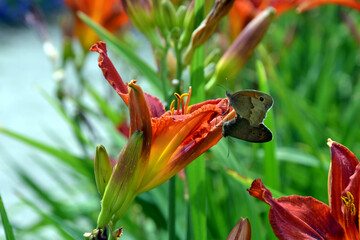 The meadow brown (Maniola jurtina) butterflies. Butterflies couple. Mating pair of Maniola jurtina...