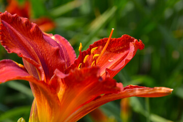 A daylily, day lily or ditch-lily is a flowering plant in the genus Hemerocallis. Flower closeup