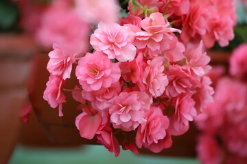 Pink big flowers of tuberous begonia. Begonia tuberhybrida in flowerpot close up