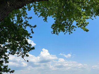 Tree leaves against sky clouds