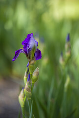 Purple iris flower growing in the garden, beautiful green bokeh in the background