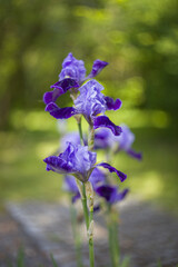 Purple iris flowers growing in the garden, in the background a beautiful purple bokeh forming more i
