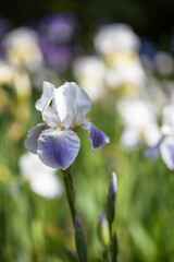 Purple iris flowers growing in the garden, beautiful bokeh in the background © Jana Krizova