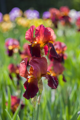 Beautiful, large, brown iris flowers growing in the garden in the background of colorful bokeh tvo