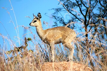 Klipspringer very alert