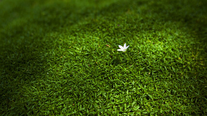 Beautiful green moss and a single white flower growing in it.