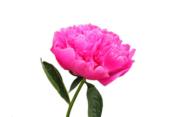 Pink flower peony flowering on white background. Selective focus.