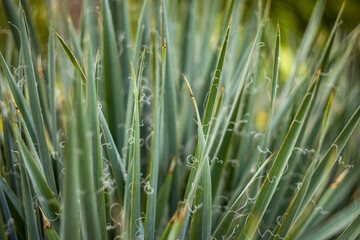 Agave - long, slender, green, agave leaves growing in the garden. Small shoots grow from the edges of the leaves.