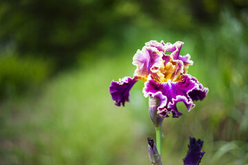 Iris - a beautiful blooming iris flower on a blue background © Jana Krizova