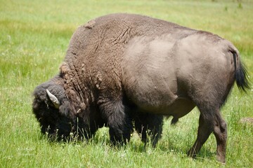 Big Bison