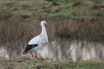 Storch am Wasser auf der Suche nach Nahrung