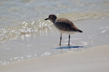 Plover in the Surf 3