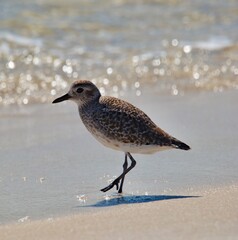 Plover in the surf 2