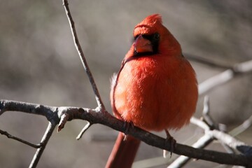 Red Cardinal