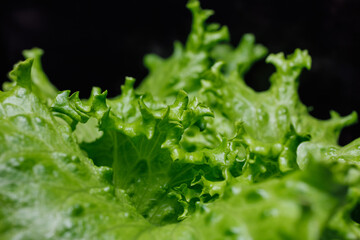 Close up of fresh green salad leaves on black for creating a beautiful background.