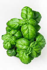 Fresh basil on white background.
