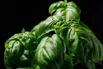 Fresh basil on black background. Shallow depth of field.