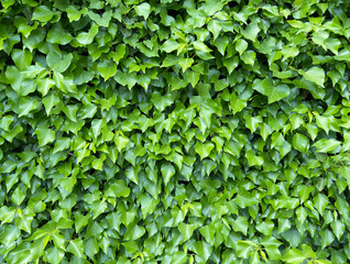 Obraz premium green leaves background, wall leaves texture 