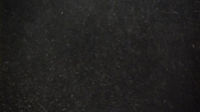 Real snow storm on black background. Snowfall overlay, black background - winter, real snow storm, snow flies quickly with strong wind - green screen