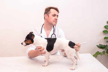 Veterinarian examination of pet Jack Russell Terrier on table in veterinary clinic, veterinary care of cute pet, health care of your pet