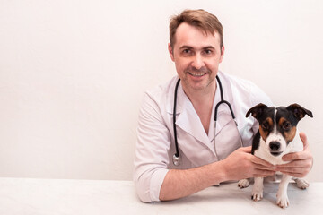 dog breed Jack Russell Terrier in the arms of a veterinarian on a white background. A small dog at...