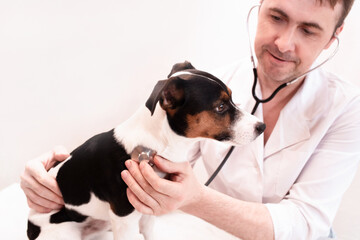 Veterinarian examination of pet on table in veterinary clinic, veterinary care of cute pet, health...