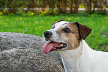 Jack Russell Terrier. Dog. Portrait of a smiling funny dog. Pets.