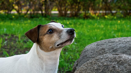 Dog. Jack Russell terrier. A funny hunting dog in a nature park. Pets.
