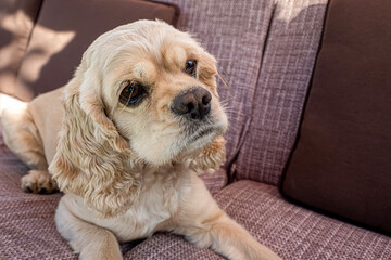 Dog. Cocker spaniel. A hunting dog. Pet. Animal themes
