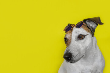A hunting dog. Jack Russell terrier. Cute purebred dog in sunglasses. Copy space