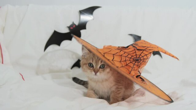 cute kitten in halloween decorations looking at the camera in autumn. High quality 4k footage
