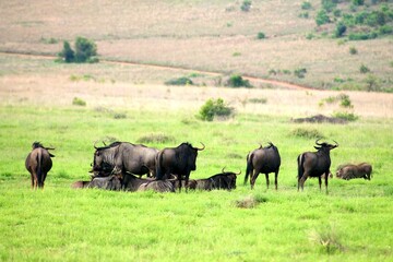 Herd of Blue Wildebeest grazing in green grass