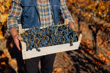 In the Heart of Harvest Close Up on Farmer Hands and Grape Crate