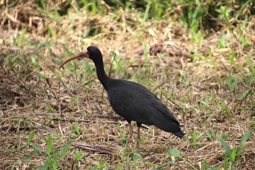 ave maçarico preto - phimosus infuscatus,