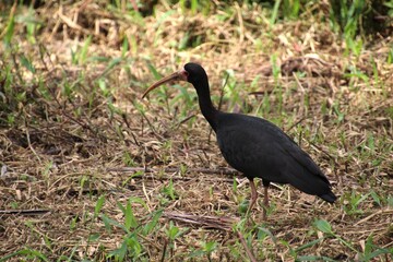 ave maçarico preto - phimosus infuscatus,