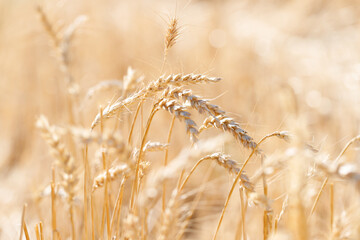 Soft focus of spikelets of wheat with lens flare at sunset.