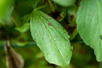 Symptoms of chocolate spot on leaf of broad bean (Vicia faba) by Botrytis fabae