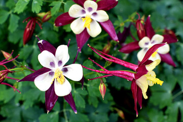 Aquilegia Close up Columbine Flowers with dew drops on green grass and other flowers.  Yellow-red...