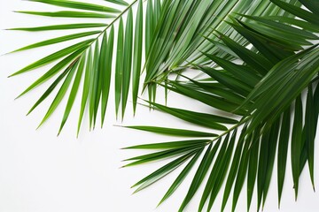 Fototapeta premium palm tree branch