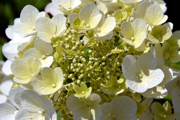 Hydrangea paniculata, or panicled hydrangea white flowers. Closeup, macro natural background