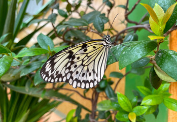 Large tree nymph or paper kite butterfly sitting on flowers in a zoo in Greece
